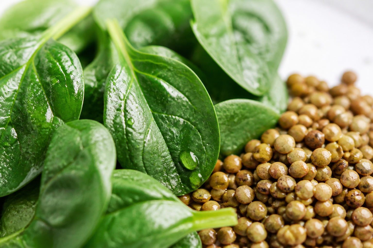 Folate (5-MTHF)