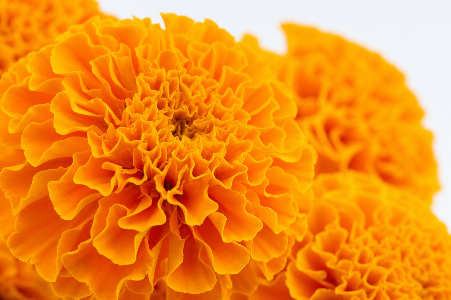 Lutein