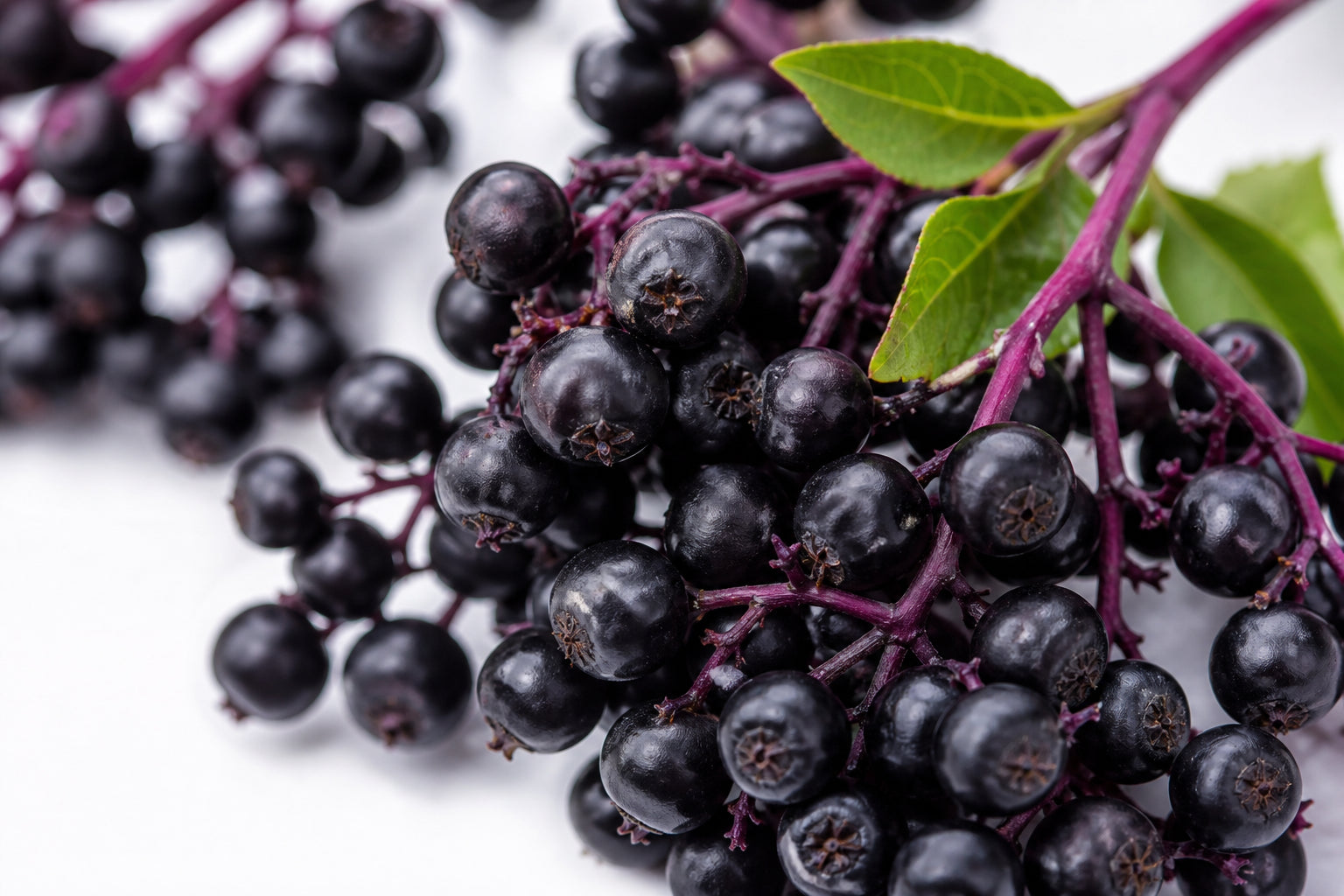 Elderberry extract
