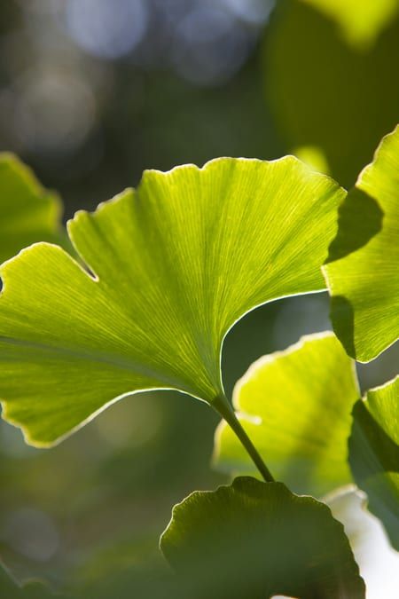 Ginkgo biloba