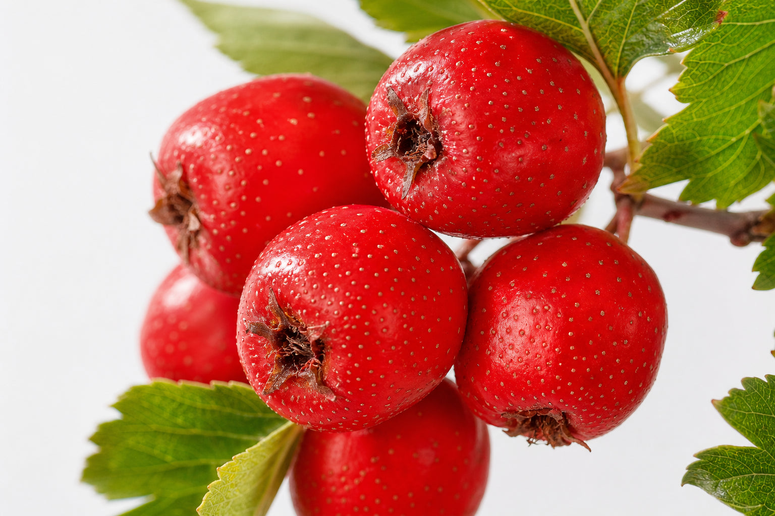 Hawthorn berry extract