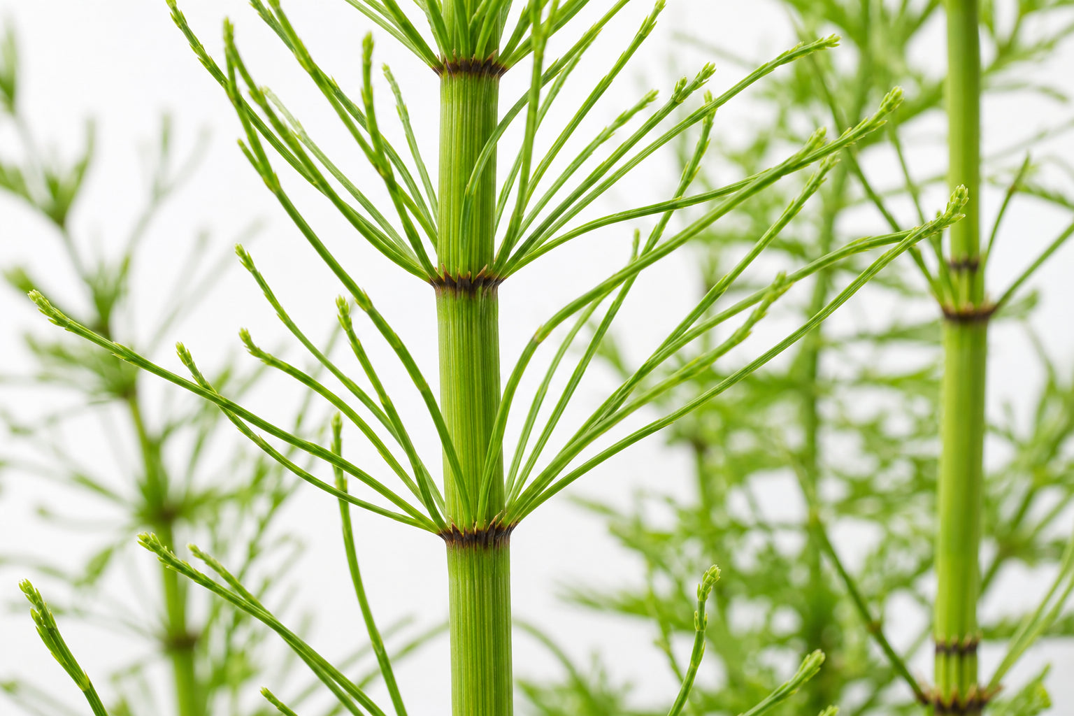 Horsetail extract (silica)